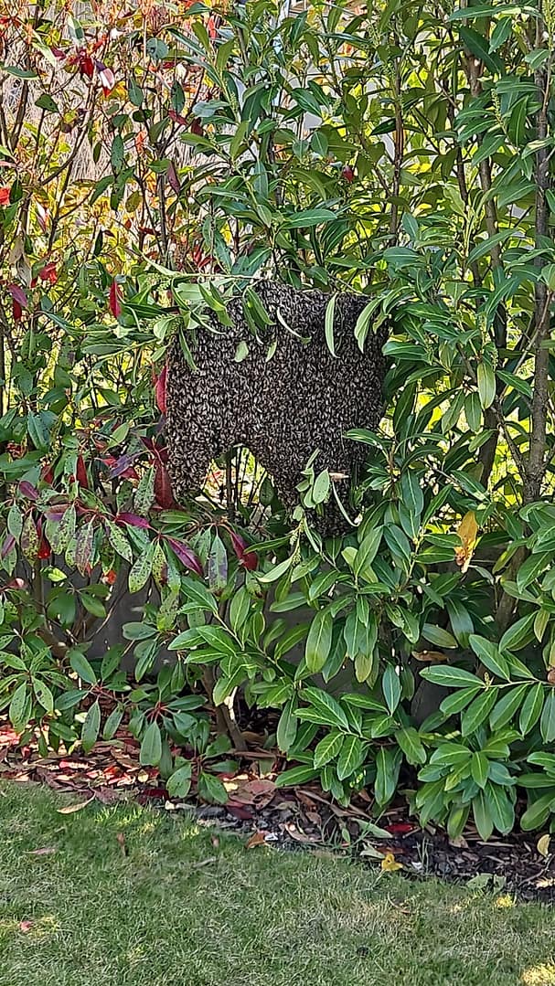 16. April 2026, der erste (uns bekannte) Schwarm dieses Jahres.